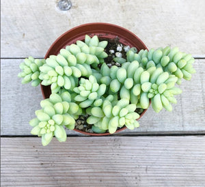 Donkey Tail