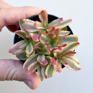 Day Dream Crassula