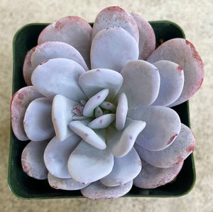 Echeveria Laui