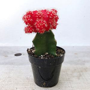 Red moon cactus